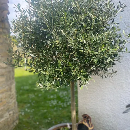 Liotrivi * Sidárion